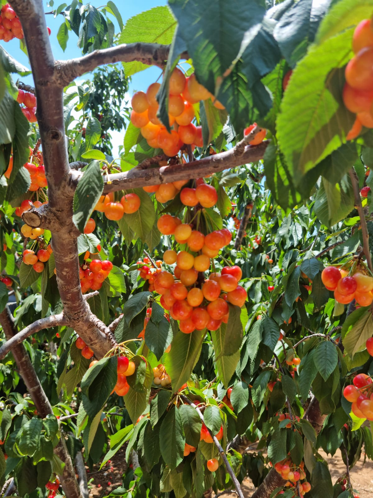 WhatsApp Image 2022-06-26 at 3.29.49 PM (1).jpeg